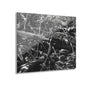 Black & White Deep Timber Path Acrylic Print French Cleat Hanging - 20″ x 16″ (Horizontal) 0.25'' - Home Decor
