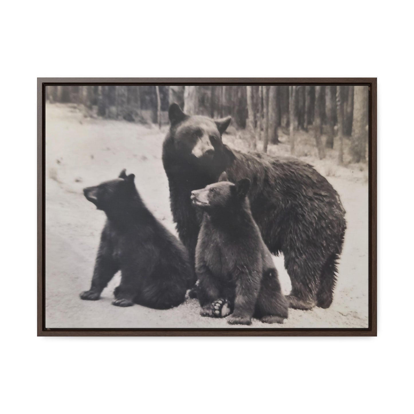 Yellowstone Black Bears Gallery Canvas Wraps, Horizontal Frame