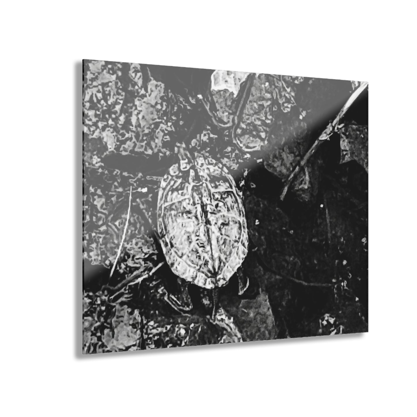 Black & White Turtle Macro Acrylic Print — Modern Nature Wall Art French Cleat Hanging - 20″ x 16″ (Horizontal) 0.25'' - Home Decor