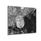 Black & White Turtle Macro Acrylic Print — Modern Nature Wall Art French Cleat Hanging - 20″ x 16″ (Horizontal) 0.25'' - Home Decor