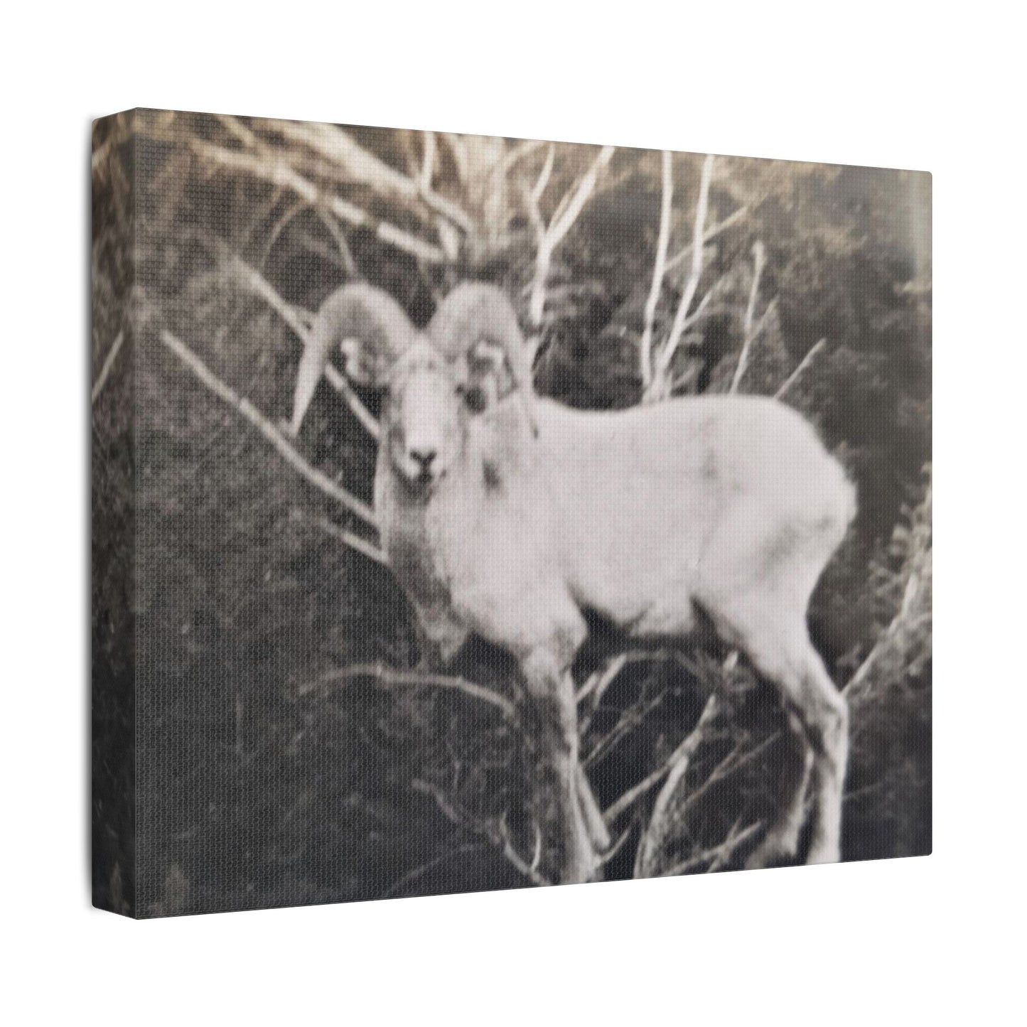 Yellowstone Big Horn Sheep Satin Canvas, Stretched