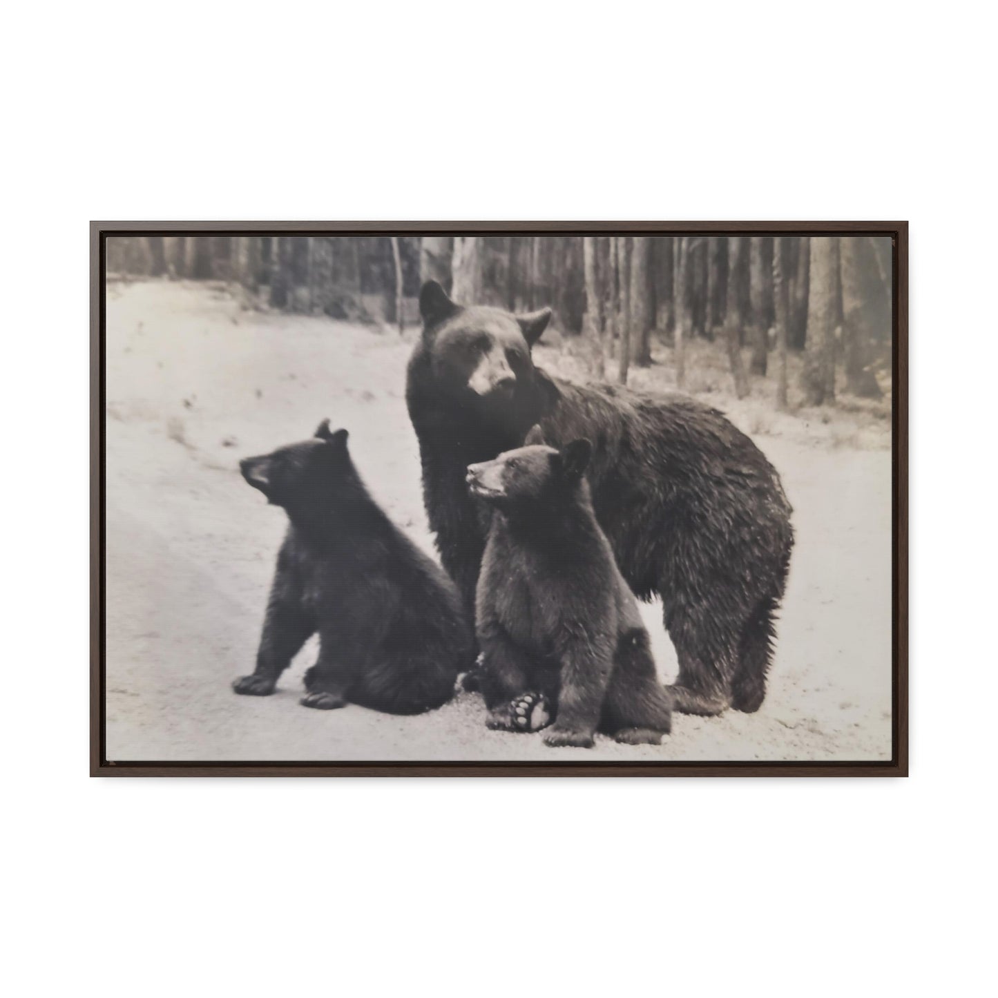 Yellowstone Black Bears Gallery Canvas Wraps, Horizontal Frame