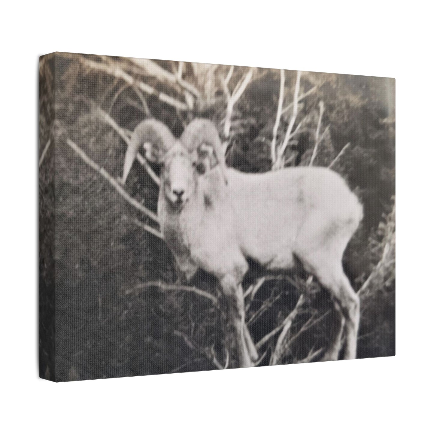 Yellowstone Big Horn Sheep Satin Canvas, Stretched