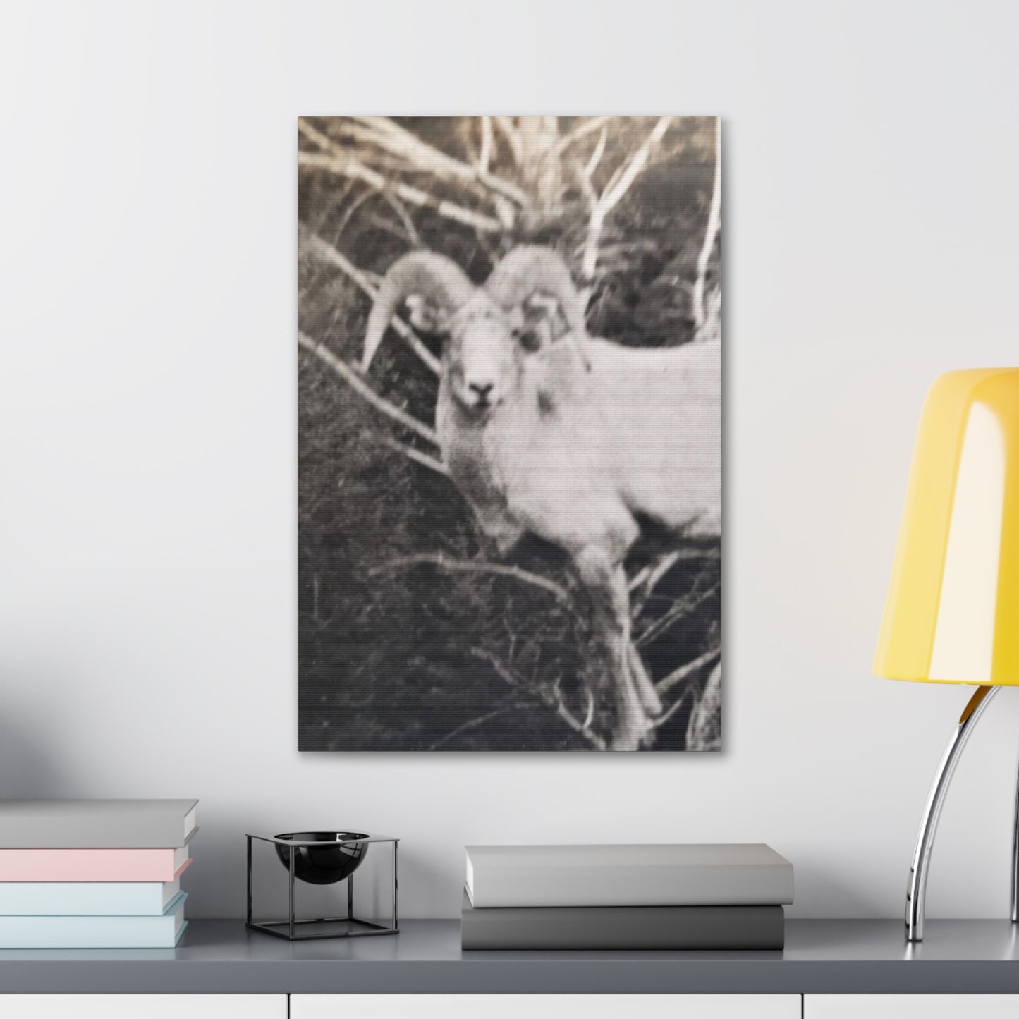 Yellowstone Big Horn Sheep Canvas Gallery Wraps