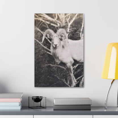 Yellowstone Big Horn Sheep Canvas Gallery Wraps 16″ x 24″ 1.25"