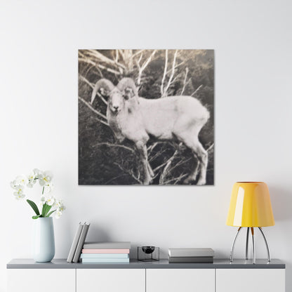 Yellowstone Big Horn Sheep Canvas Gallery Wraps 36″ x 36″ 1.25"