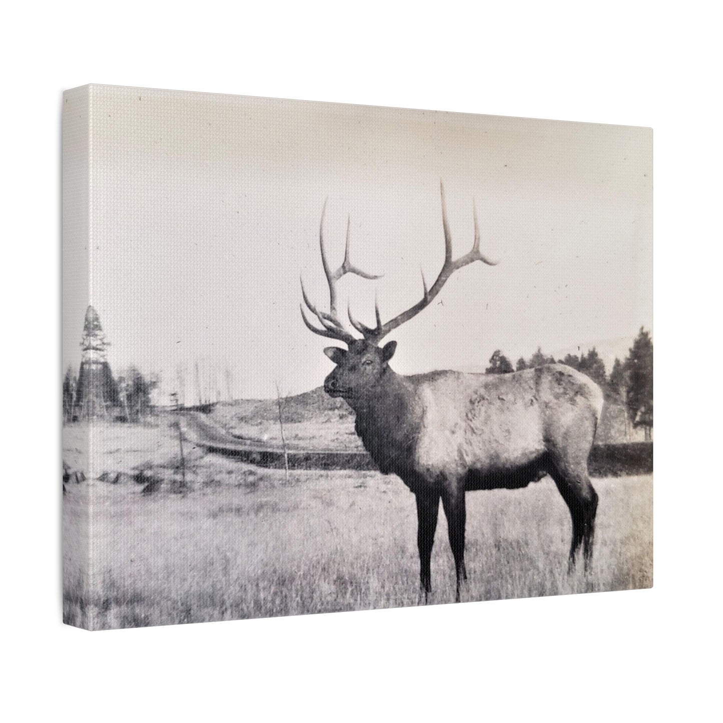 Yellowstone Bull Elk Stretched Canvas