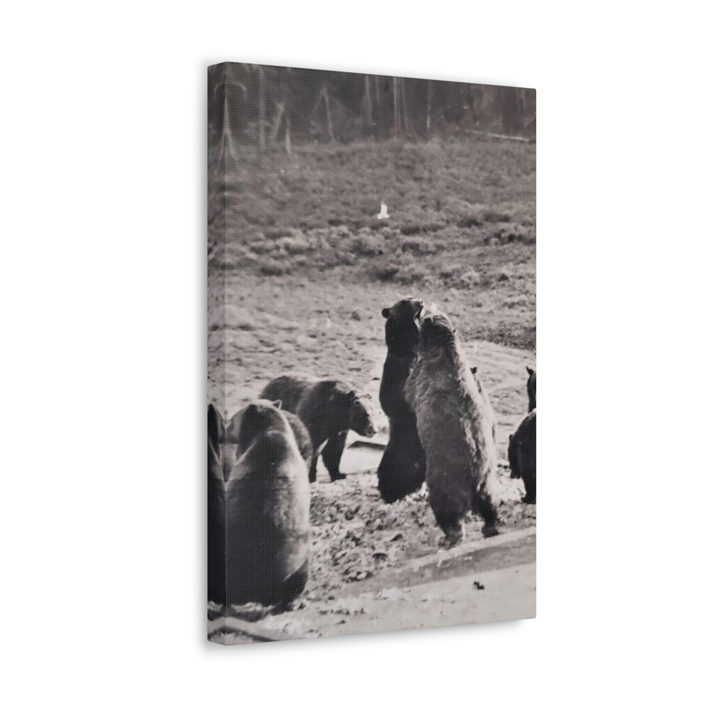 Yellowstone Grizzly Bears Canvas Gallery Wraps