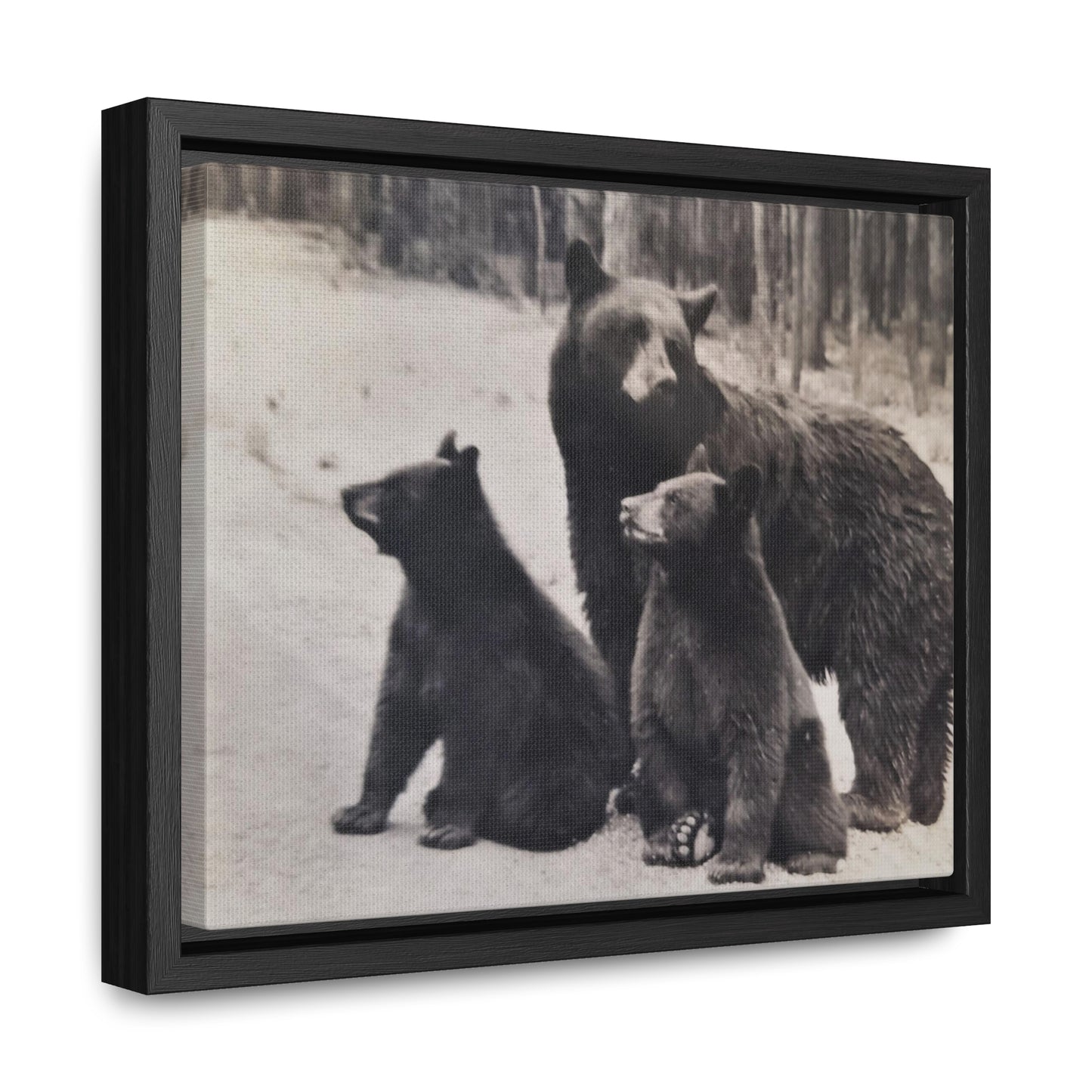 Yellowstone Black Bears Gallery Canvas Wraps, Horizontal Frame