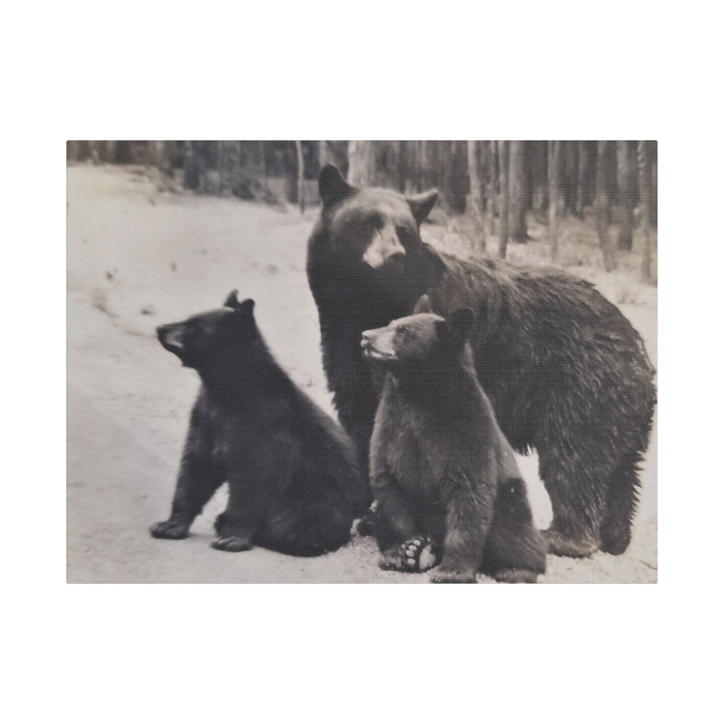 Yellowstone Black Bears Satin Canvas, Stretched