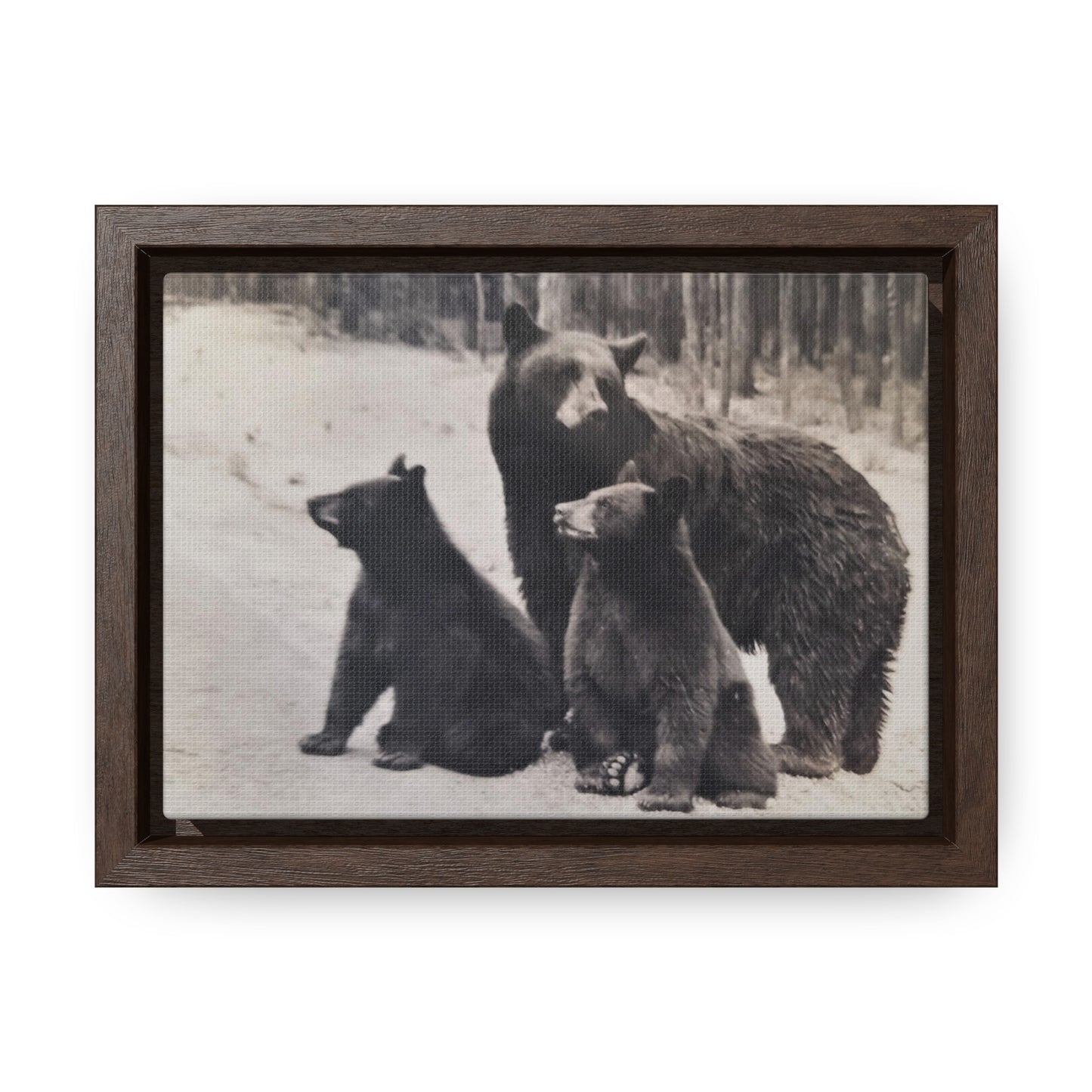 Yellowstone Black Bears Gallery Canvas Wraps, Horizontal Frame