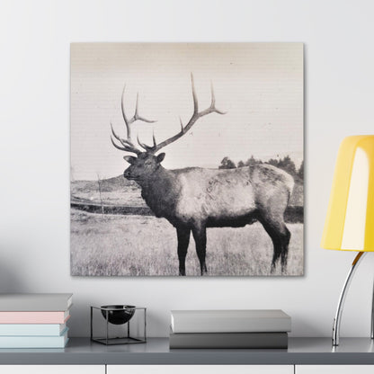 Yellowstone Bull Elk Canvas Gallery Wraps 24″ x 24″ 1.25"