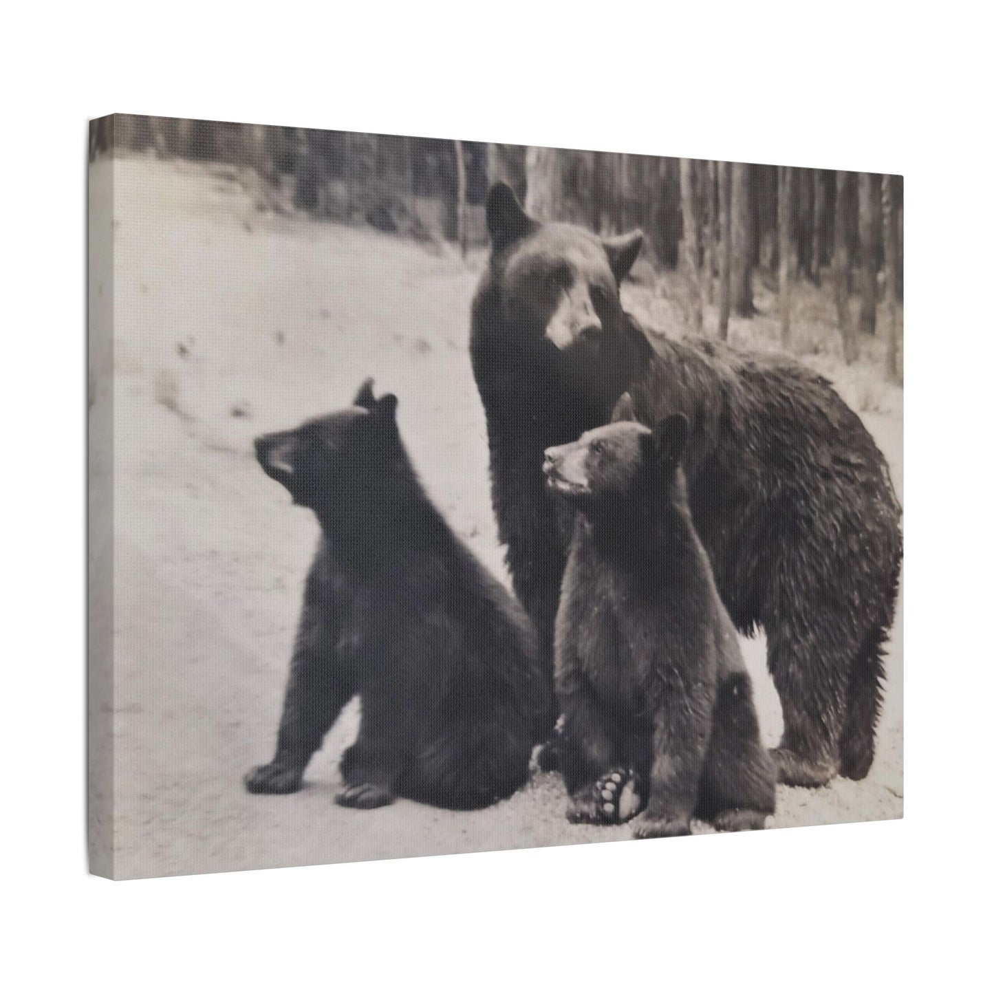 Yellowstone Black Bears Satin Canvas, Stretched