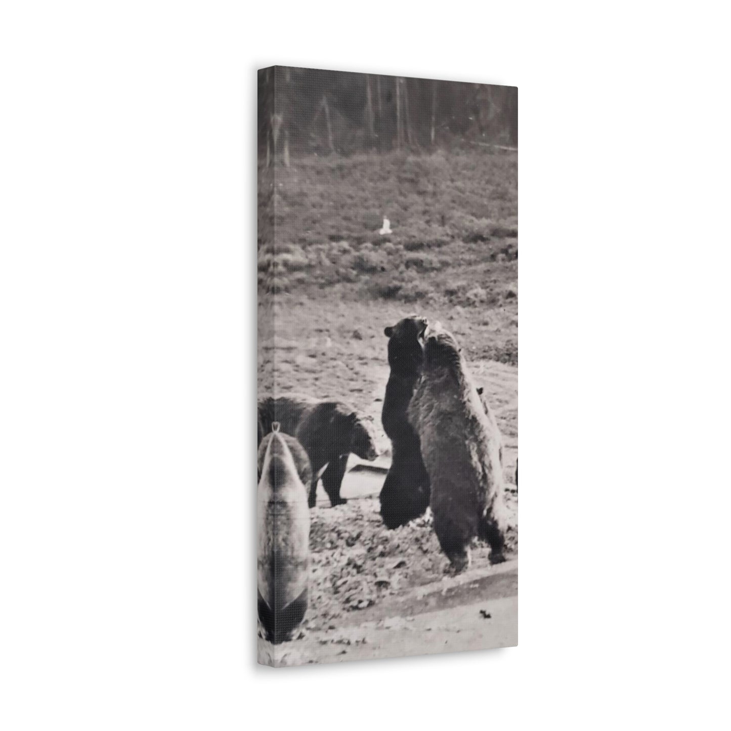 Yellowstone Grizzly Bears Canvas Gallery Wraps