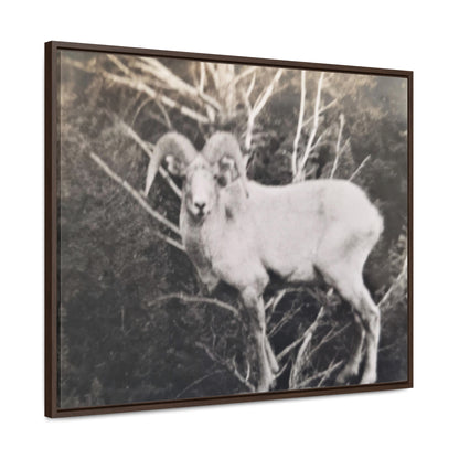 Yellowstone Big Horn Sheep Gallery Canvas Wraps, Horizontal Frame