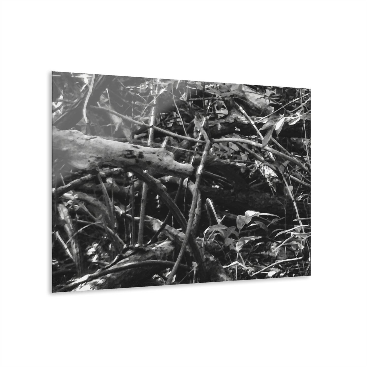 Black & White Deep Timber Path Acrylic Print French Cleat Hanging - 36" x 24" (Horizontal) 0.25'' - Home Decor