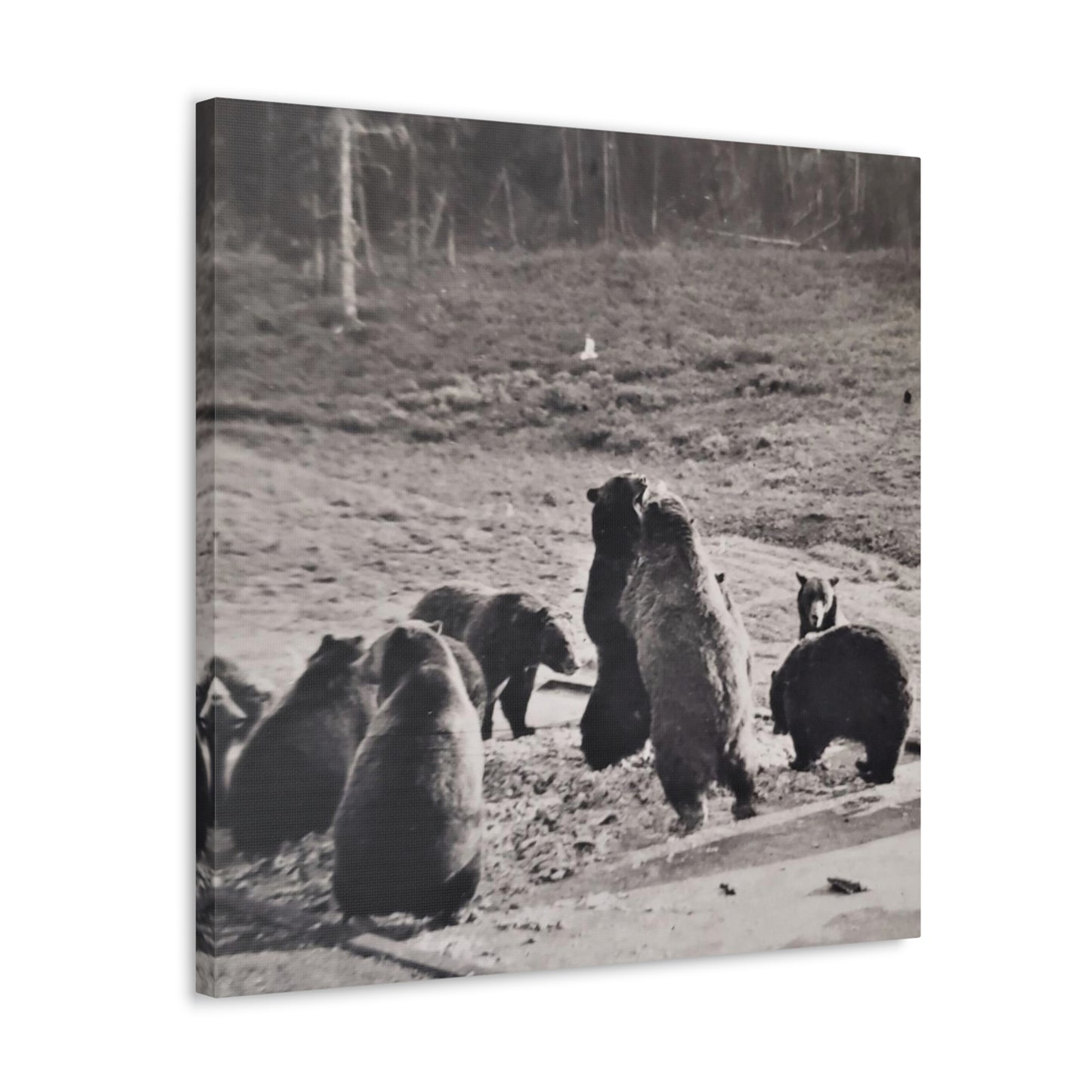 Yellowstone Grizzly Bears Canvas Gallery Wraps