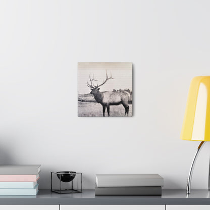 Yellowstone Bull Elk Canvas Gallery Wraps 10″ x 10″ 1.25"