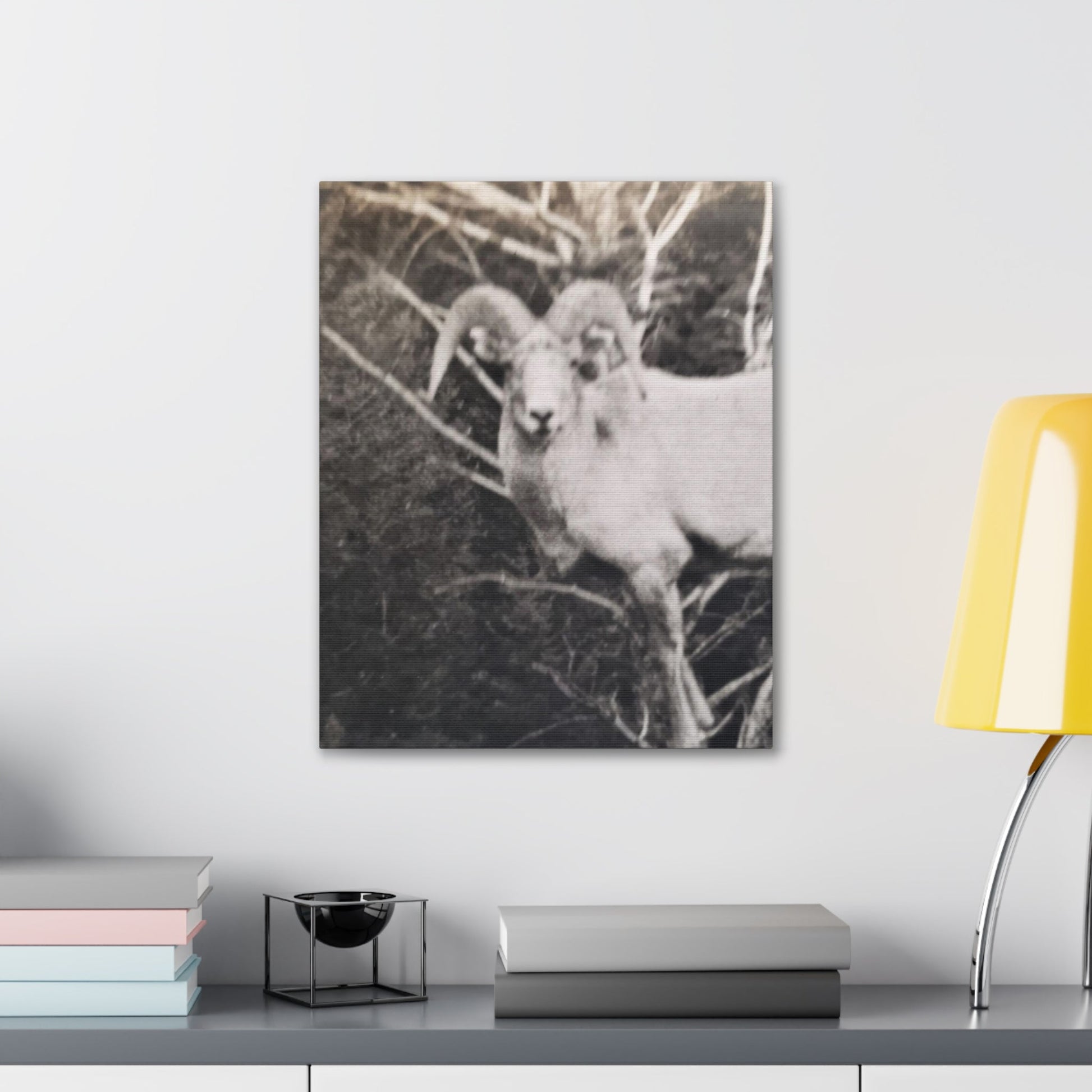 Yellowstone Big Horn Sheep Canvas Gallery Wraps - 16″ x 20″ 1.25" - Canvas