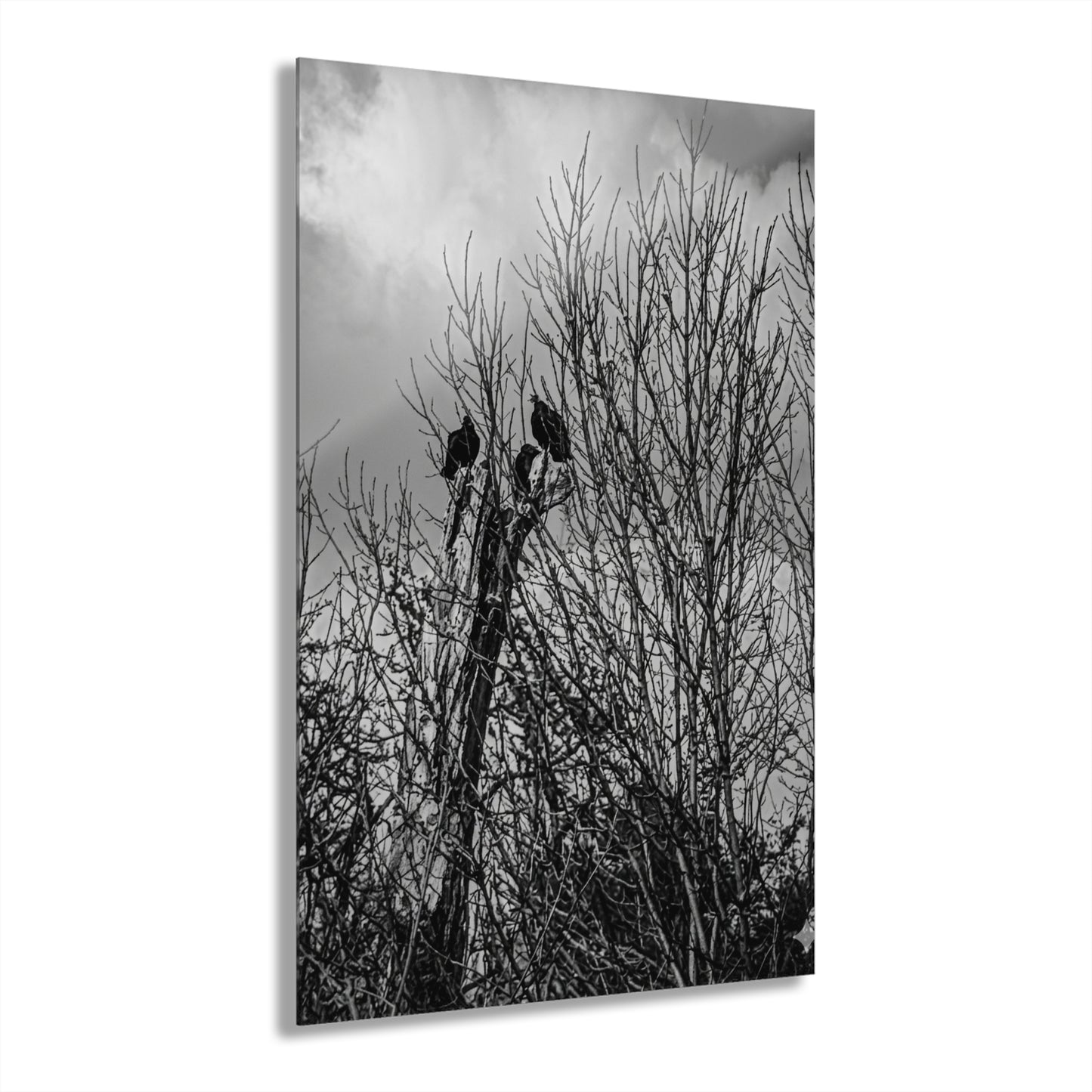 Black & White Buzzards in Winter Trees French Cleat Hanging - - Home Decor