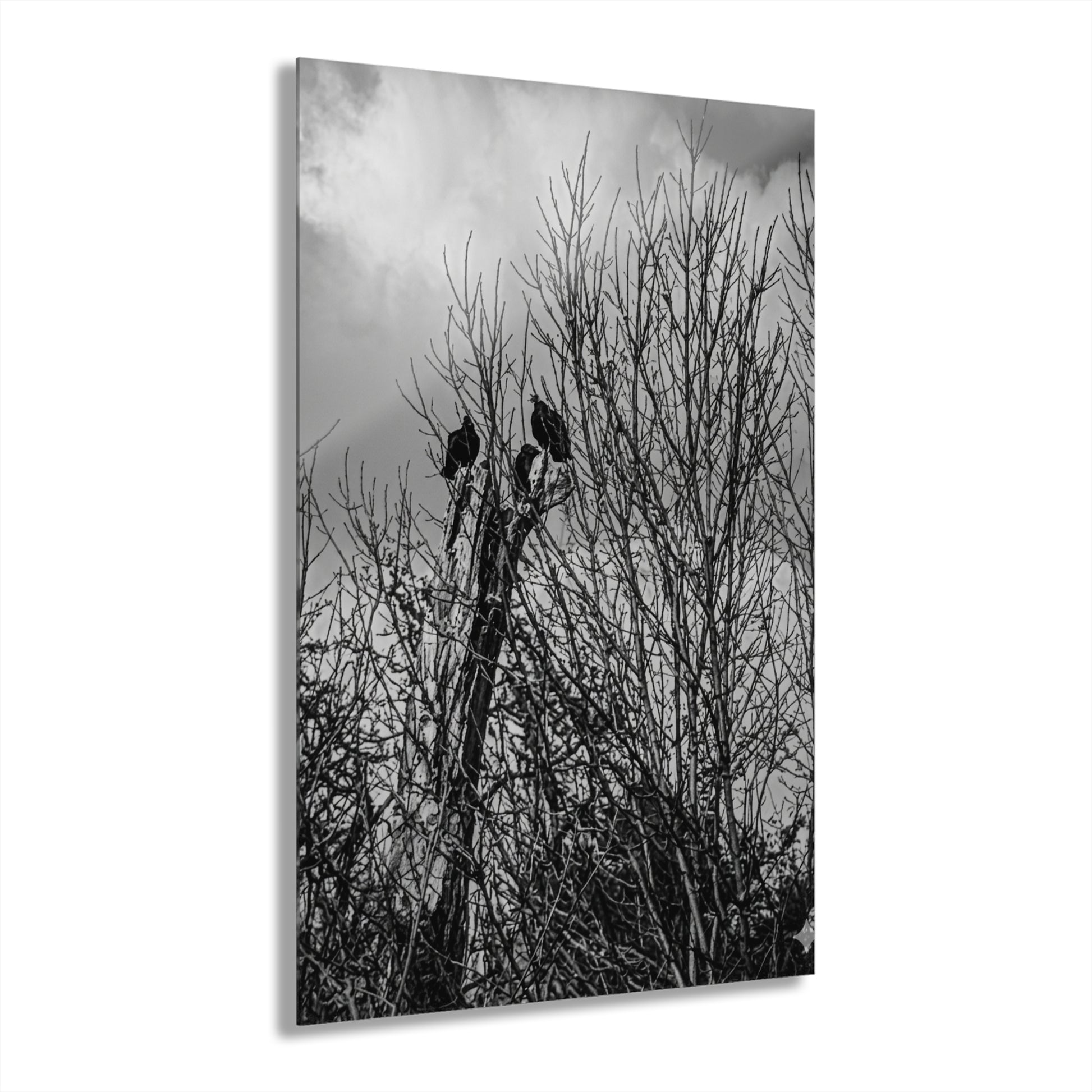 Black & White Buzzards in Winter Trees French Cleat Hanging - - Home Decor