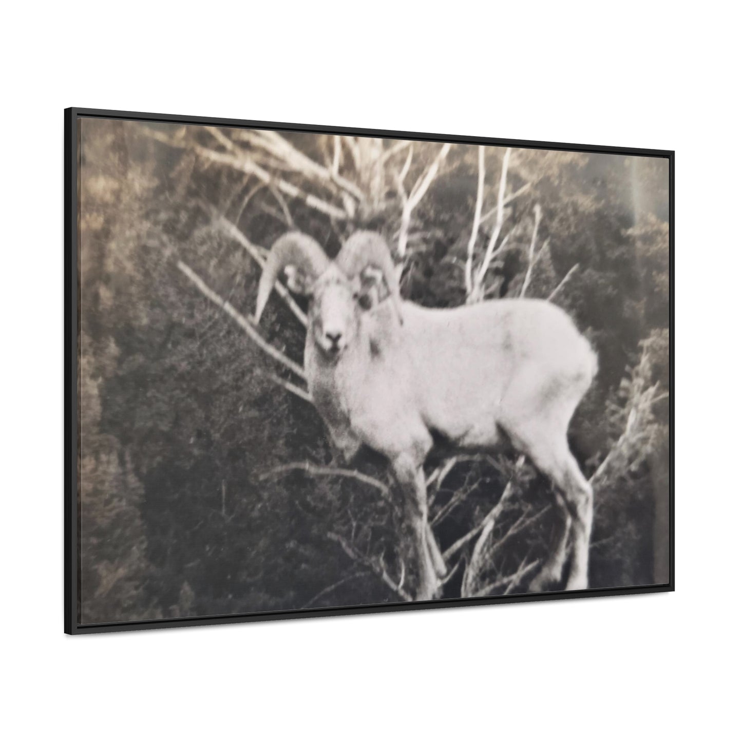 Yellowstone Big Horn Sheep Gallery Canvas Wraps, Horizontal Frame