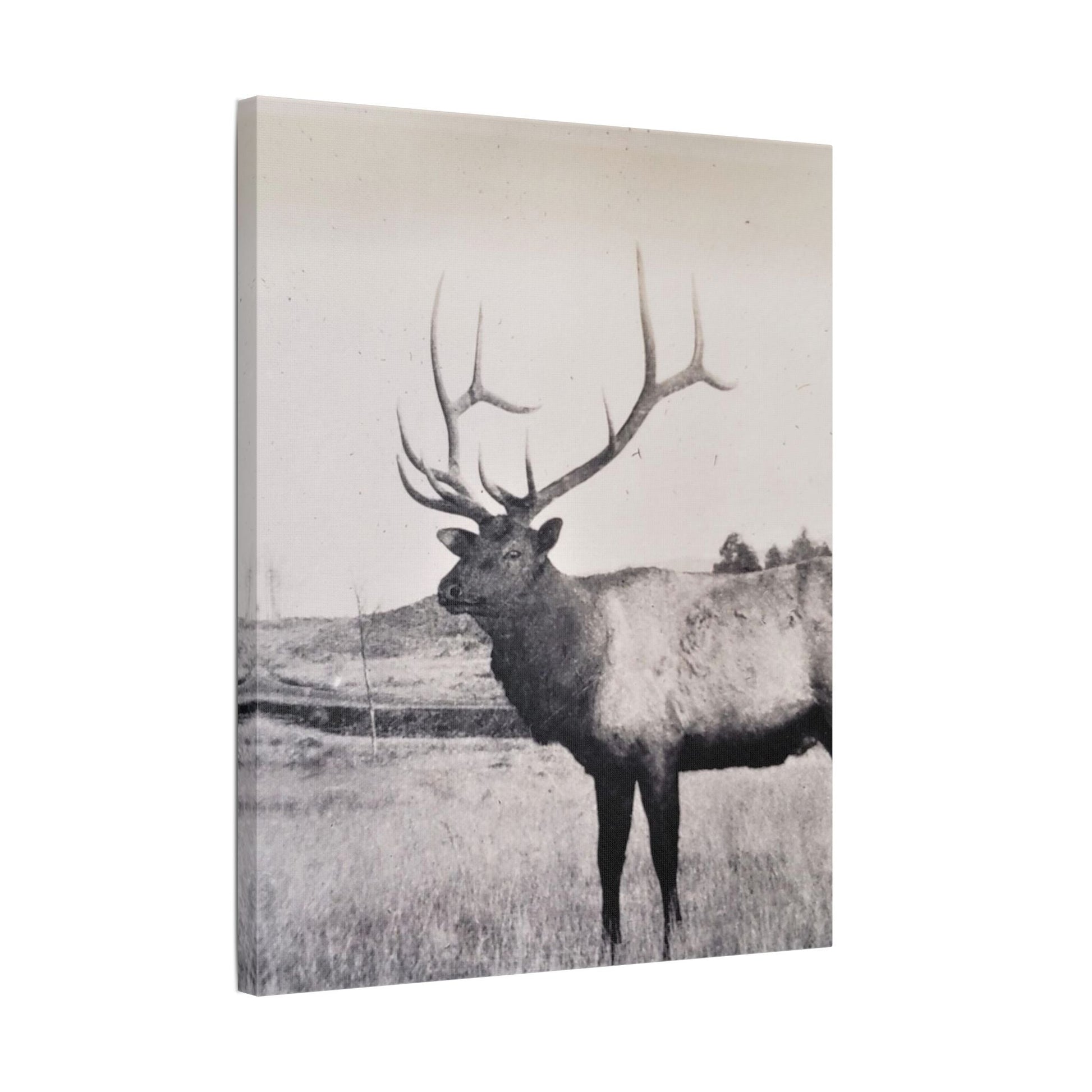 Yellowstone Bull Elk Satin Canvas Stretched
