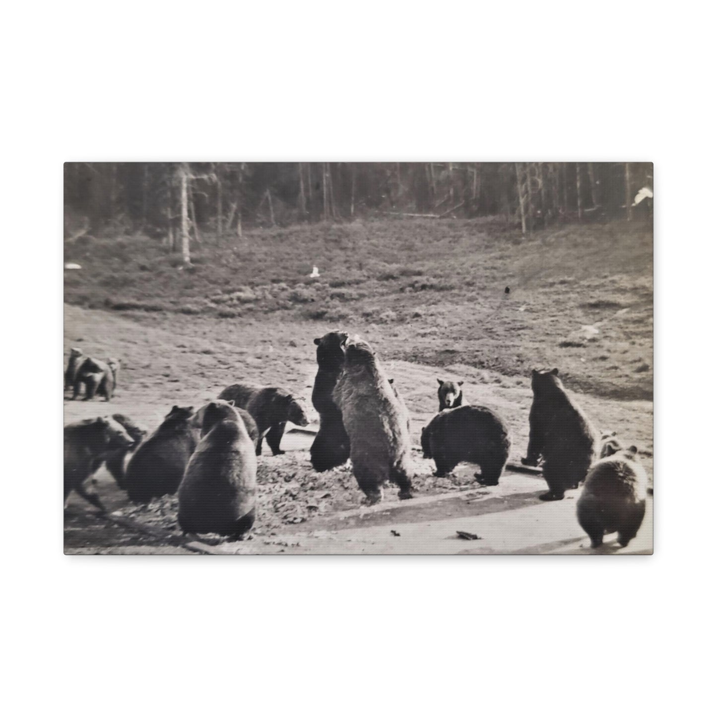 Yellowstone Grizzly Bears Canvas Gallery Wraps