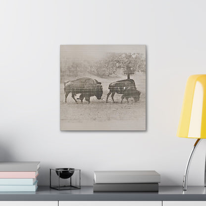 Buffalo at Redwood Falls Canvas Gallery Wraps 16″ x 16″ 1.25"
