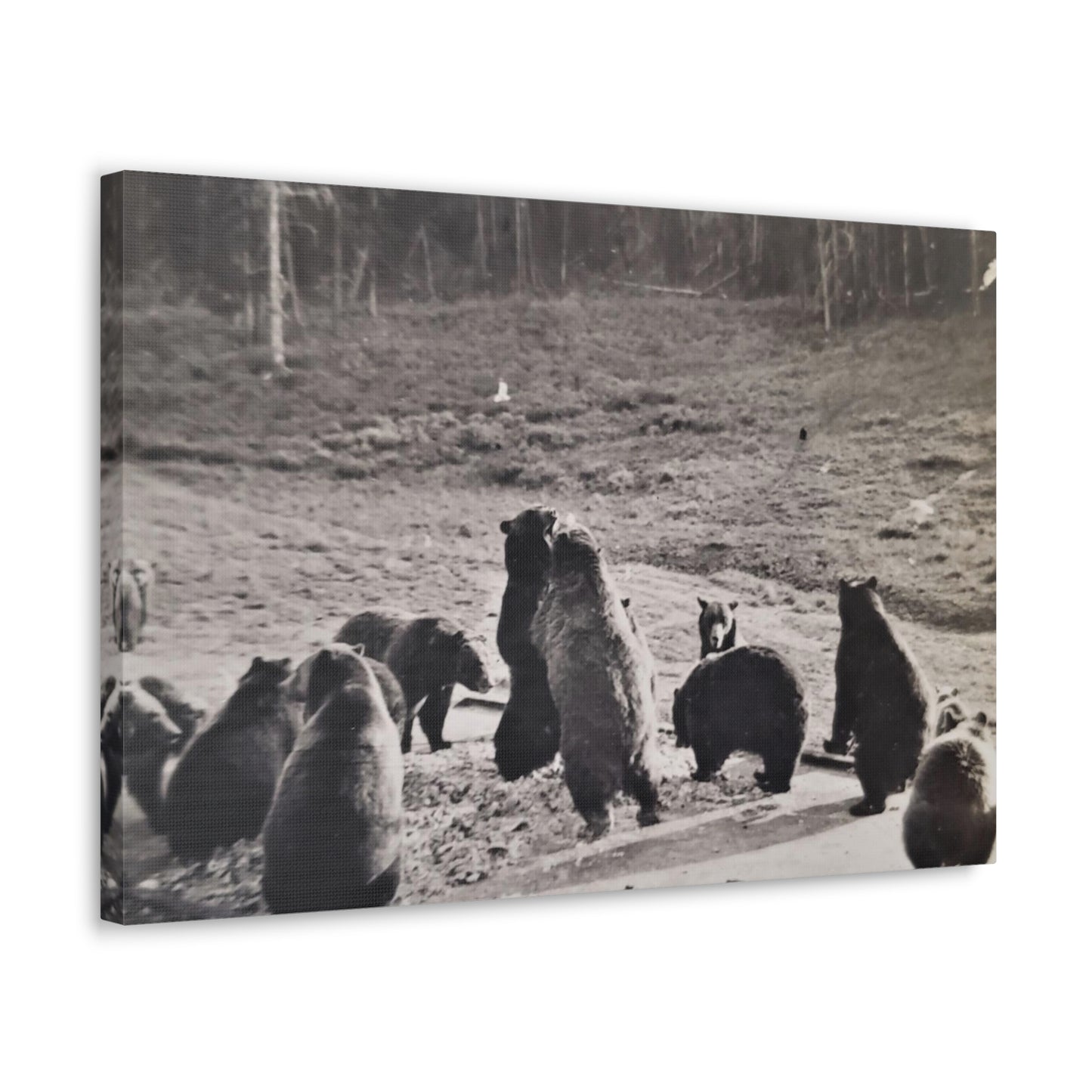 Yellowstone Grizzly Bears Canvas Gallery Wraps