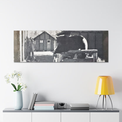 Yellowstone Bear Canvas Gallery Wraps 60″ x 20″ 1.25"