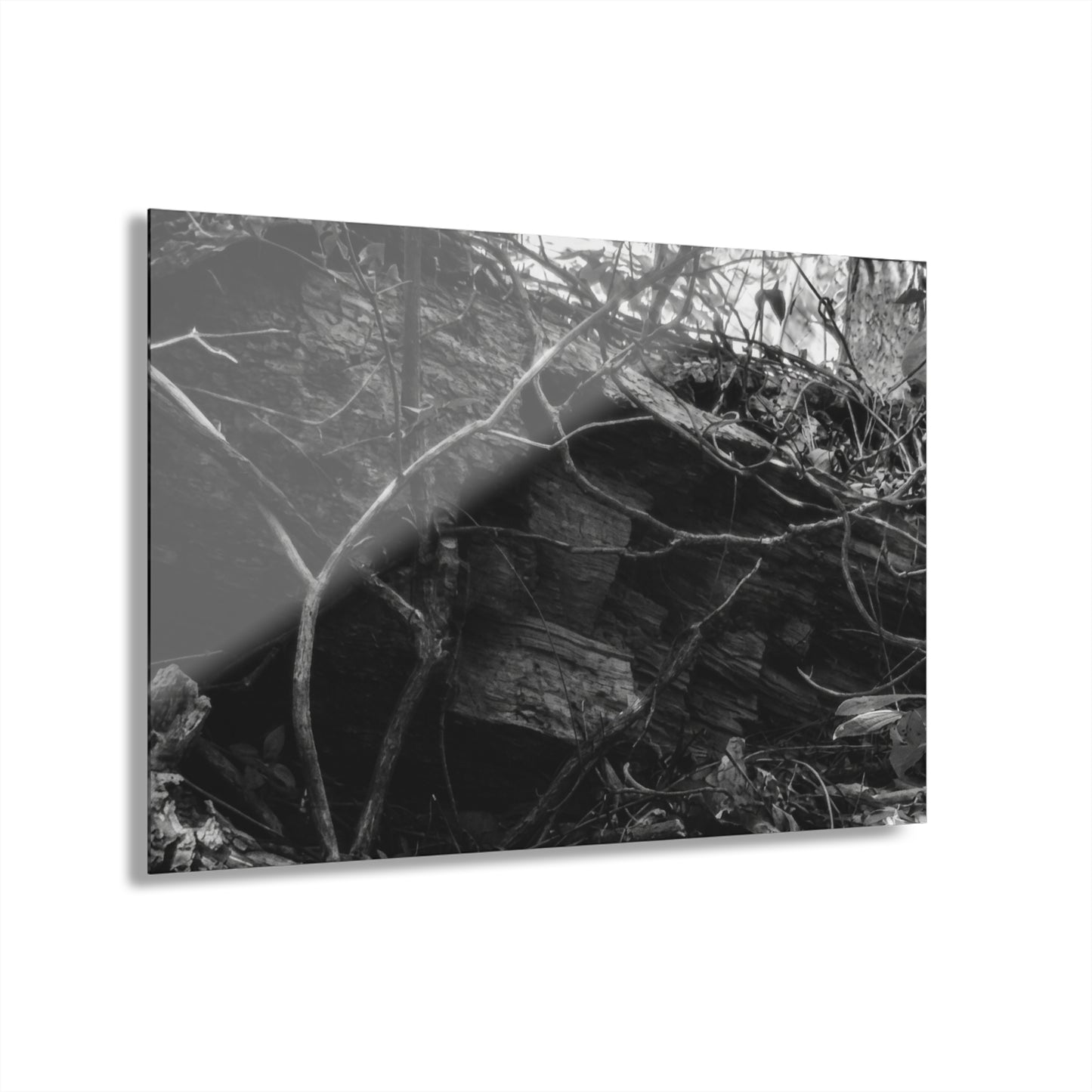 Black & White Forest Acrylic Print French Cleat Hang - - Home Decor