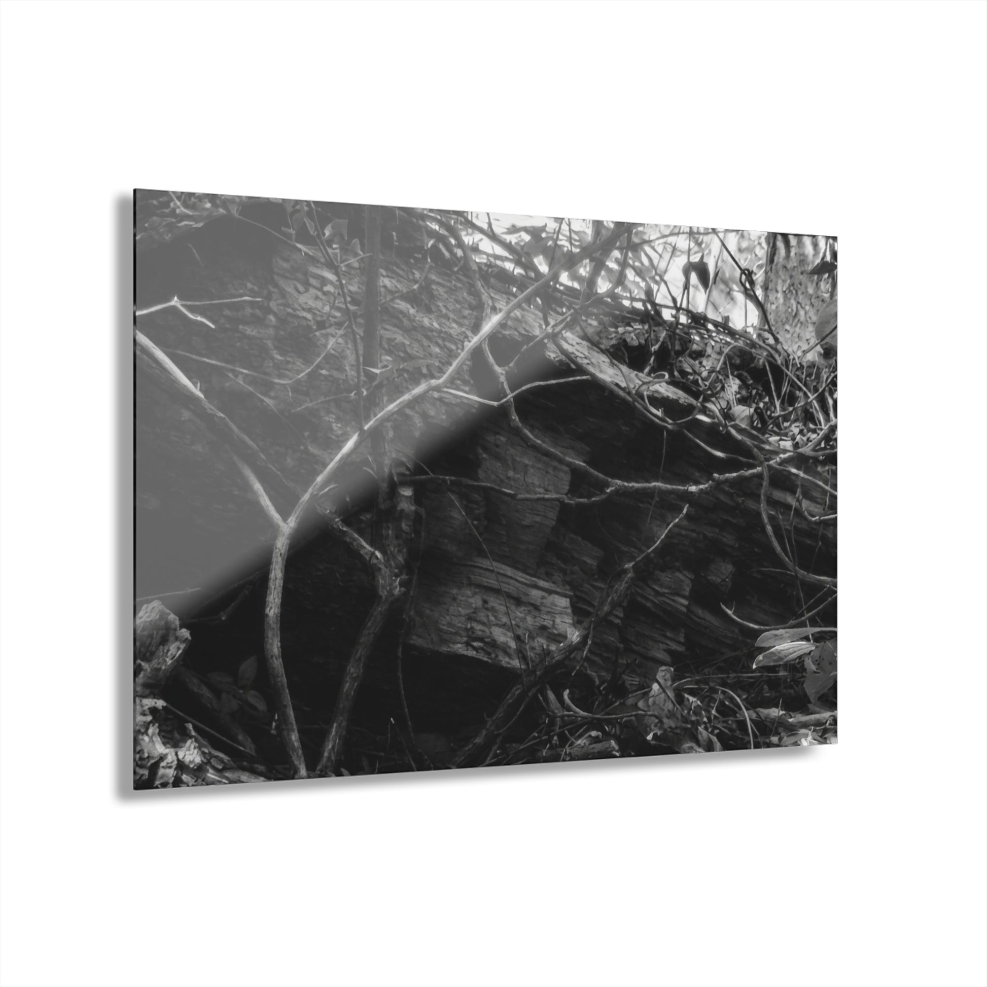 Black & White Forest Acrylic Print French Cleat Hang - - Home Decor