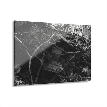Black & White Forest Acrylic Print French Cleat Hang - - Home Decor
