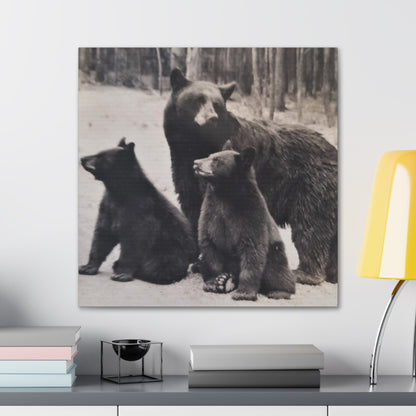 Yellowstone Black Bears Canvas Gallery Wraps 24″ x 24″ 1.25"