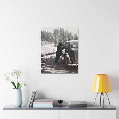 Yellowstone Bear Car Canvas Gallery Wraps 24″ x 30″ 1.25"