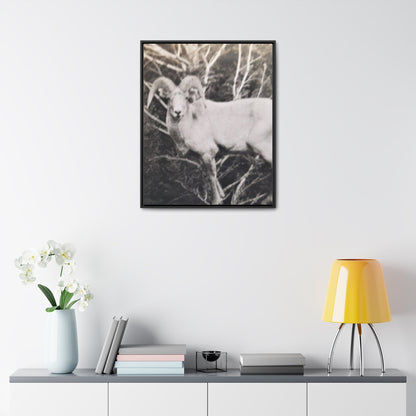 Yellowstone Big Horn Sheep Gallery Canvas Wraps Vertical Frame 24″ x 30″ Premium Gallery Wraps (1.25″) Black