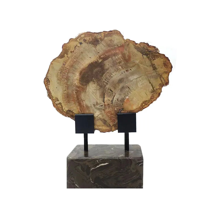 Natural Polished Wood Fossil Slab Rough Stone Slice, Petrified Wood Piece