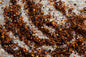 Chimichurri Spice - Sample - Spice Blends