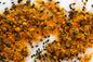Hawaij Seasoning - 1 lb. Ground - Spice Blends