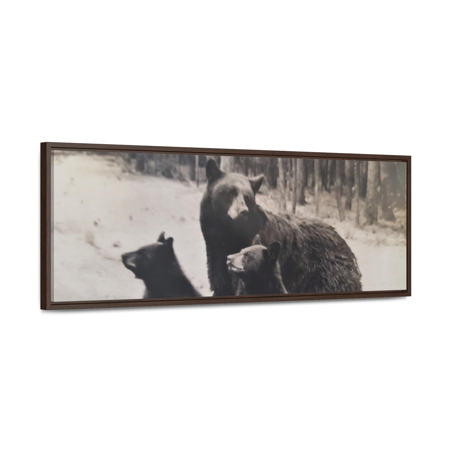 Yellowstone Black Bears Gallery Canvas Wraps, Horizontal Frame