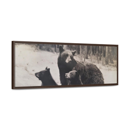 Yellowstone Black Bears Gallery Canvas Wraps