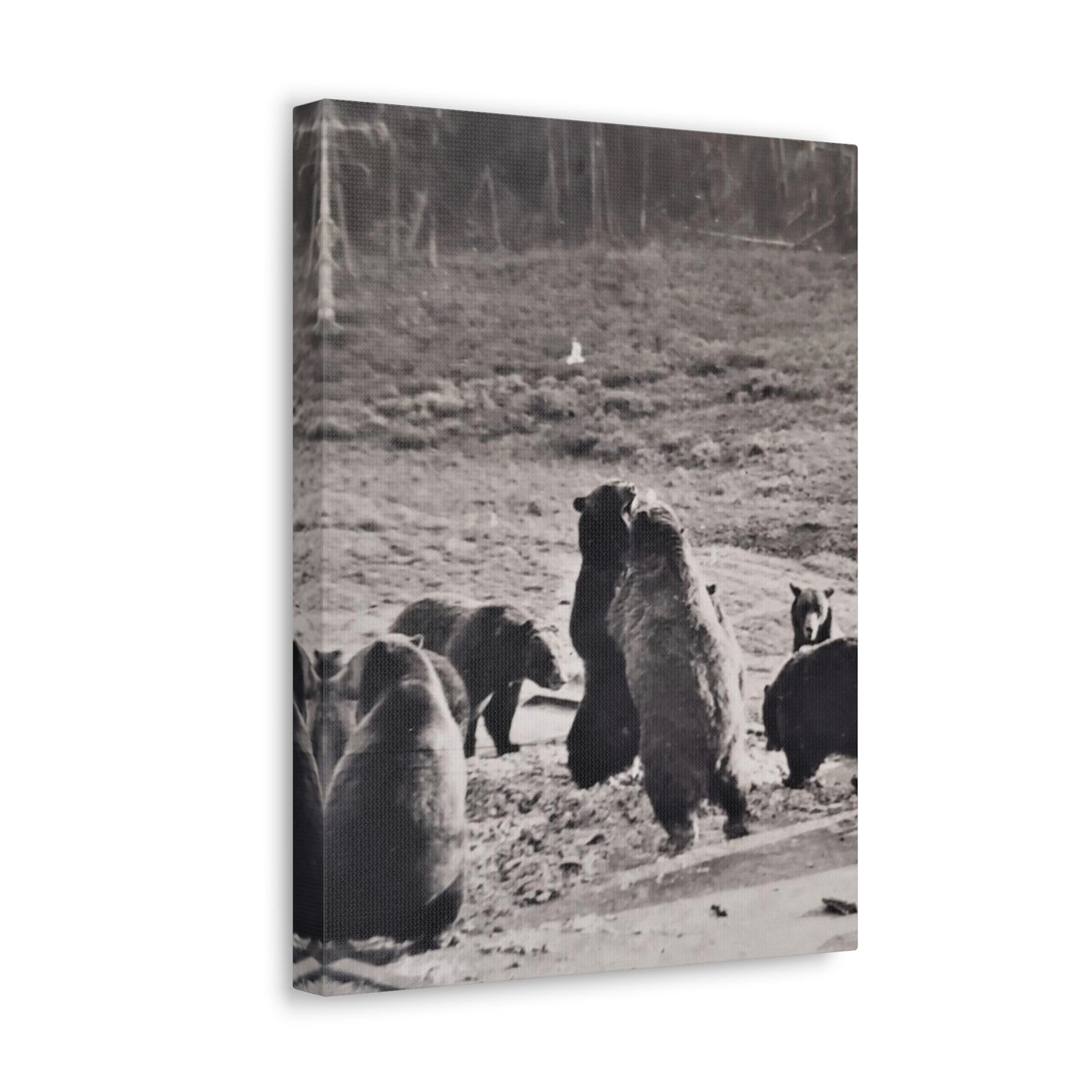 Yellowstone Grizzly Bears Canvas Gallery Wraps