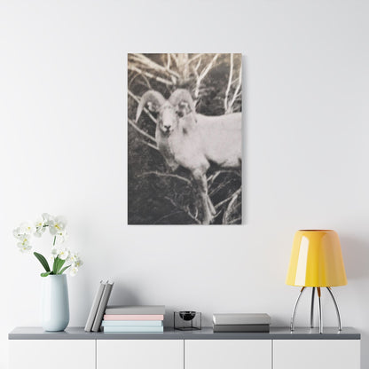 Yellowstone Big Horn Sheep Satin Canvas Stretched 24″ x 36″ (Vertical) 1.5"
