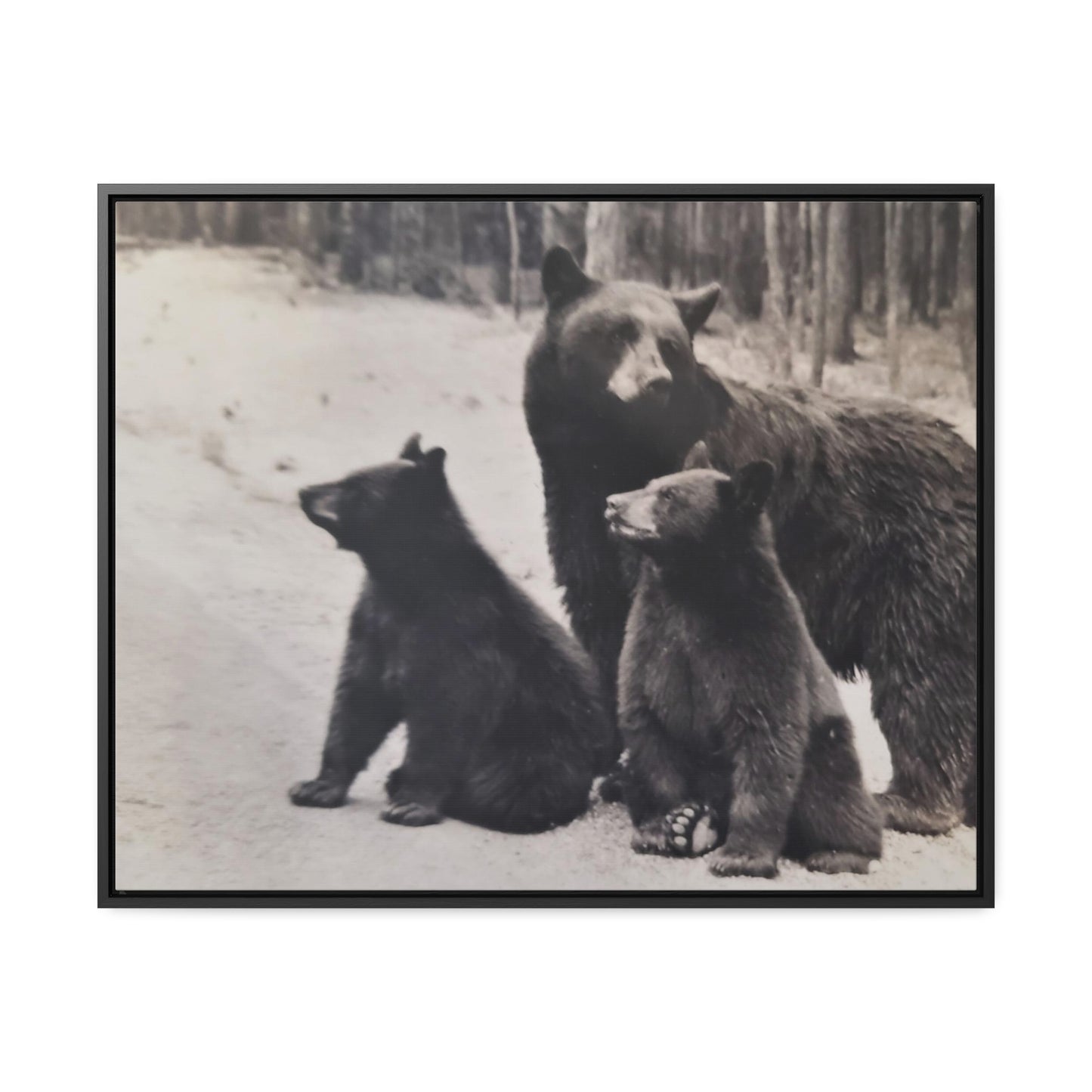 Yellowstone Black Bears Gallery Canvas Wraps, Horizontal Frame