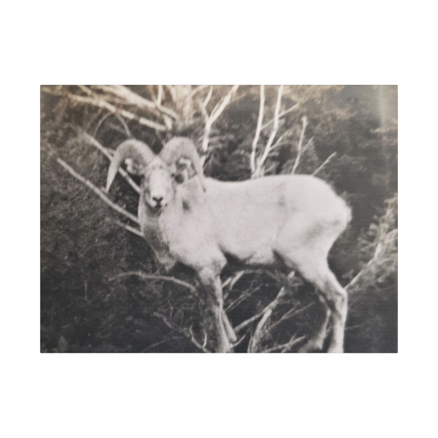 Yellowstone Big Horn Sheep Satin Canvas Stretched