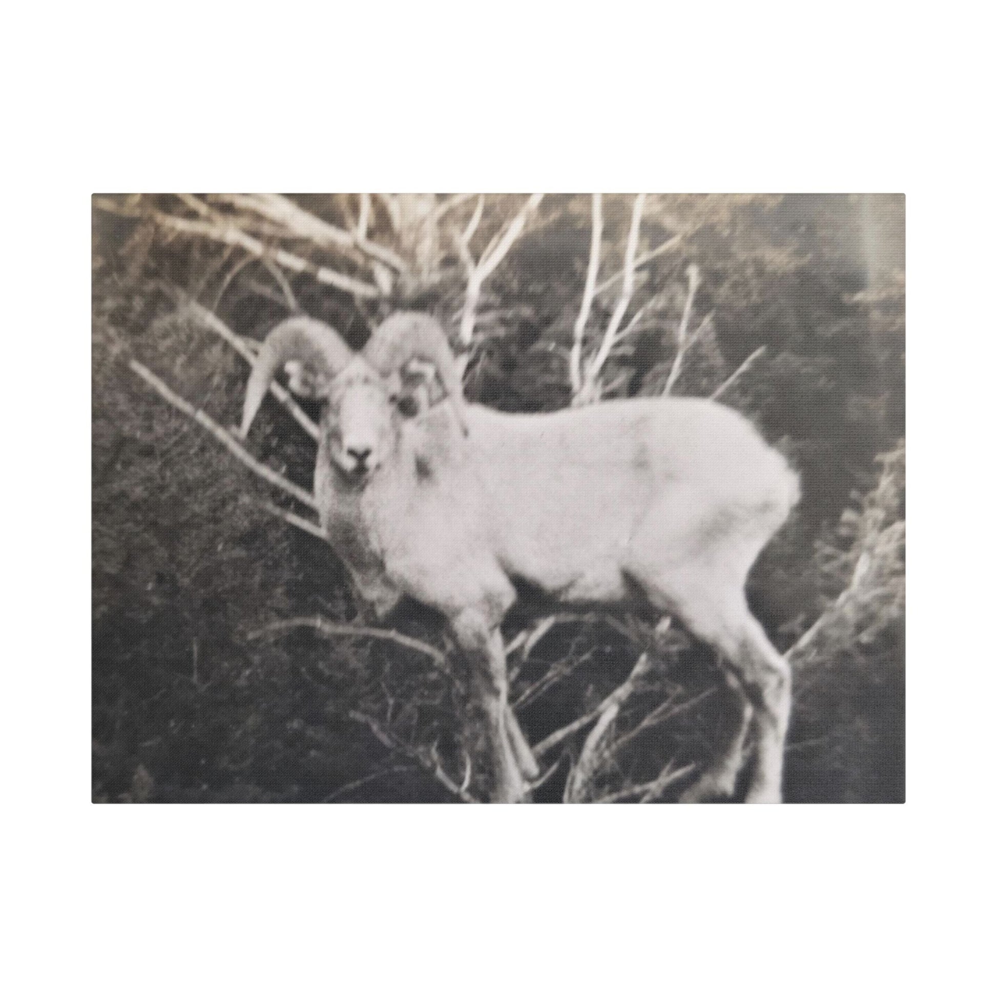 Yellowstone Big Horn Sheep Satin Canvas Stretched