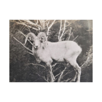 Yellowstone Big Horn Sheep Satin Canvas Stretched