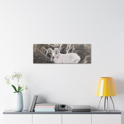 Yellowstone Big Horn Sheep Canvas Gallery Wraps 36″ x 12″ 1.25"
