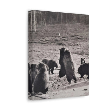 Yellowstone Grizzly Bears Stretched Canvas